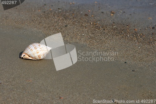 Image of beach shore shell