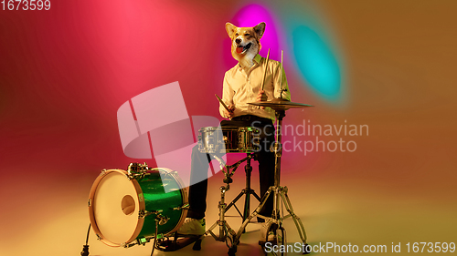 Image of Talented dog, professional musician performing on multicoloted background in neon light. Concept of music, hobby, festival, contemporary art collage. Modern design.