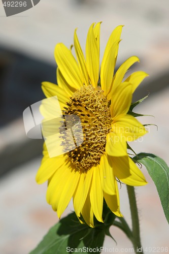 Image of sunflower