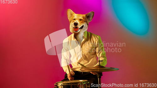 Image of Talented dog, professional musician performing on multicoloted background in neon light. Concept of music, hobby, festival, contemporary art collage. Modern design.