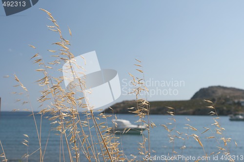 Image of dry plant and sea