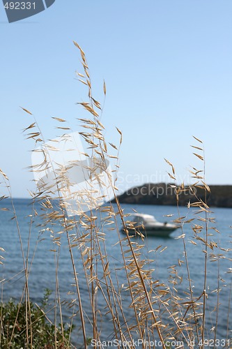 Image of dry plant and boat
