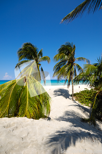 Image of Palms on beach