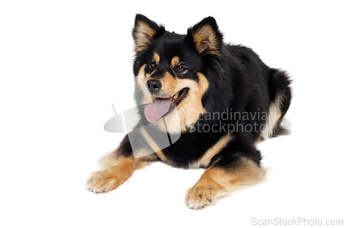 Image of Happy Finnish Lapphund dog sitting on a white background