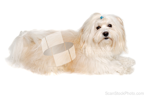 Image of Sad Coton De Tulear dog resting on a clean white background