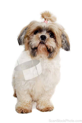 Image of Sad shih tzu dog sitting on a clean white background.