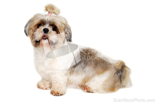 Image of Sad shih tzu dog sitting on a clean white background.