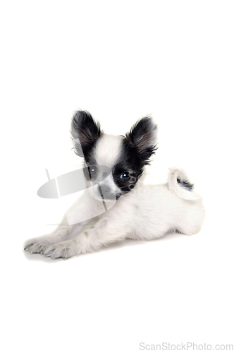 Image of Chihuahua dog on a clean white background