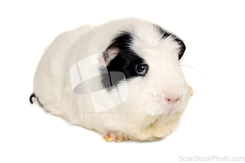 Image of Two Guinea pigs on a clean white background