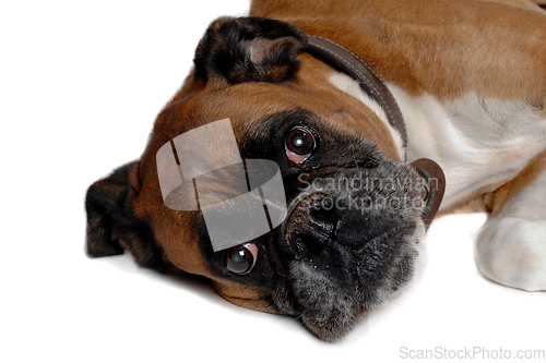 Image of Happy boxer dog on a white background