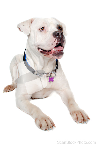 Image of American bulldog on a clean white background