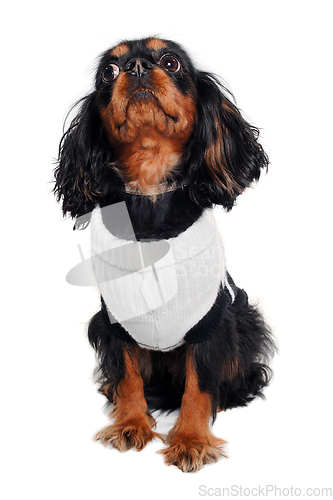 Image of Sad Cavalier King Charles Spaniel dog