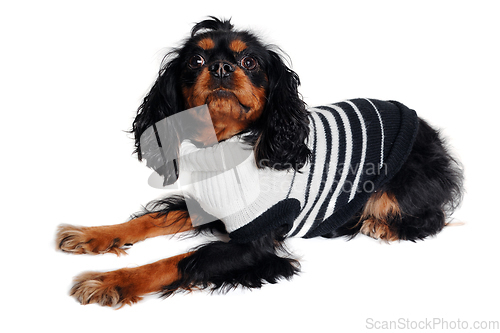 Image of Sad Cavalier King Charles Spaniel dog 