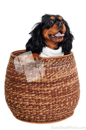 Image of Happy Cavalier King Charles Spaniel dog in a basket 