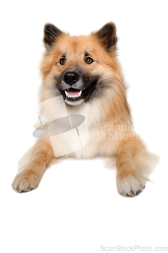 Image of Happy Eurasier dog 