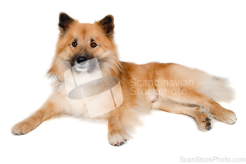 Image of Happy Eurasier dog