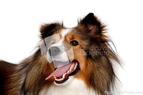 Image of Happy shetland sheepdog taken on at clean white background