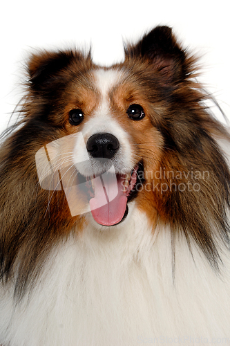 Image of Happy shetland sheepdog taken on at clean white background