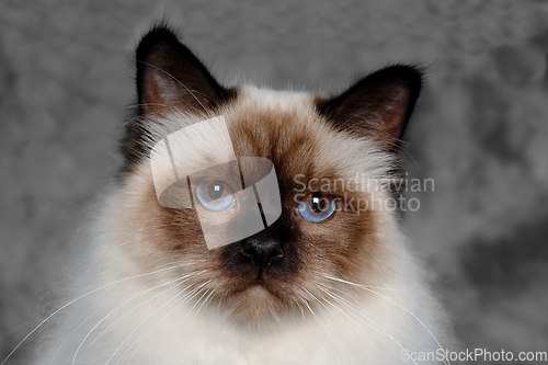 Image of Face of a sad Holy Birman cat