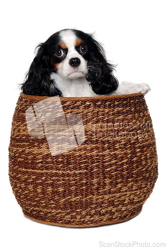 Image of Sad Cavalier King Charles Spaniel dog in a basket 