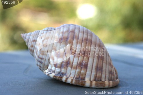 Image of shell closeup