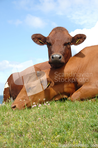 Image of Cows resting on green grass