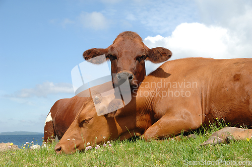 Image of Cows resting on green grass