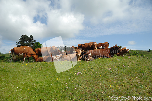 Image of Cows resting on green grass