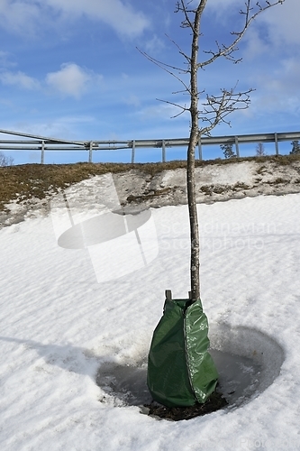 Image of planting tree with watering bag in winter