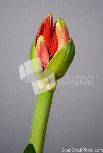 Image of half open amaryllis bud on a gray background