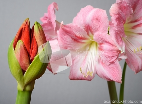 Image of half open amaryllis bud and amaryllis flowers