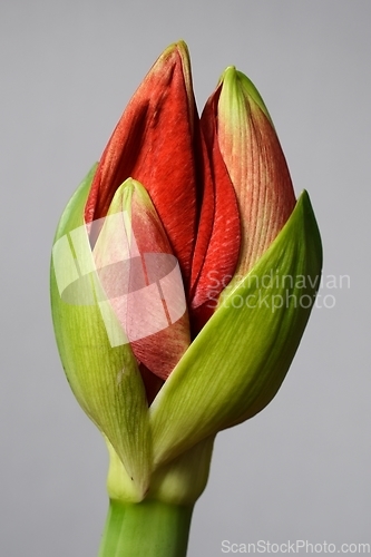 Image of half open amaryllis bud on a neutral background