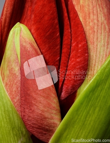 Image of close-up of unblown beautiful amaryllis bud