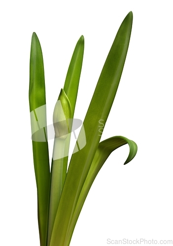 Image of unblown amaryllis bud and leaves on a white 