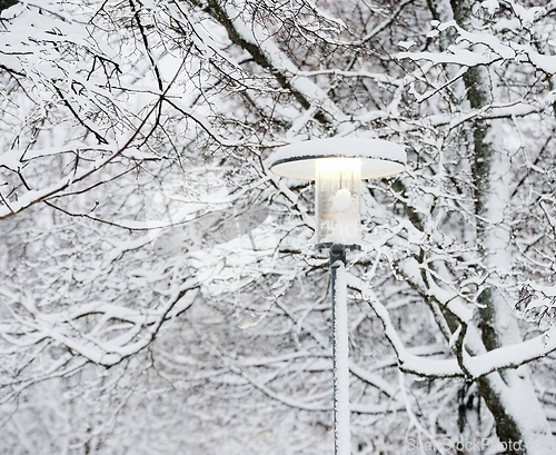 Image of street lamp among snow covered branches 