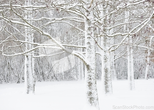 Image of trees in the park covered with snow