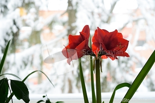 Image of blooming red hyperastrums on the window