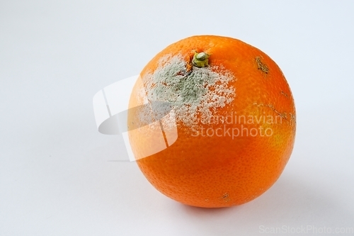 Image of spoiled moldy tangerine on neutral background