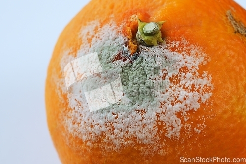 Image of spoiled moldy tangerine on neutral background
