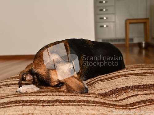 Image of sad dog lies on his mattress in the room