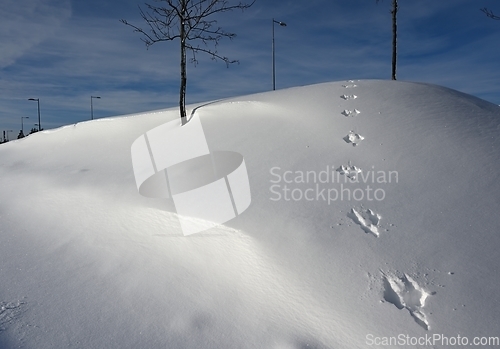 Image of footprints of a hare on the slope