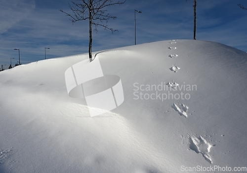 Image of footprints of a hare on the slope