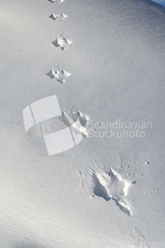 Image of footprints of a hare on freshly fallen snow