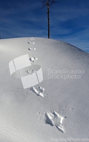 Image of footprints of a hare on a snowy hill