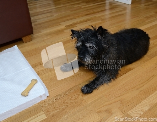 Image of dog lies on the floor and looks at the bone