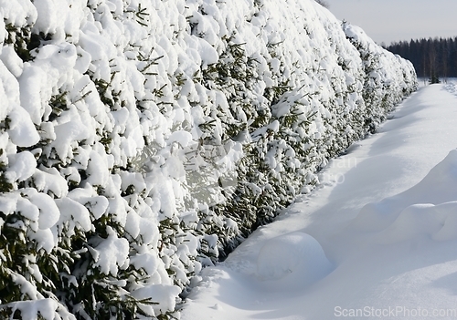 Image of living green hedge covered with snow in Finland 