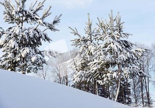 Image of young pine trees on a hill covered with snow 