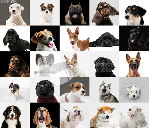Image of Young dogs, pets collage. Cute doggies or pets looking happy isolated on multicolored background.