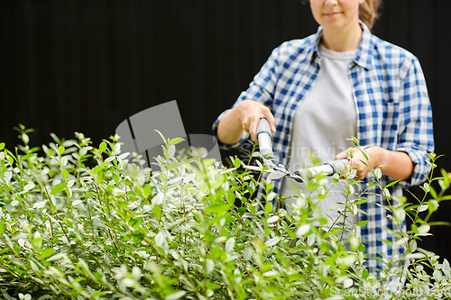 Image of woman with pruner cutting branches at garden