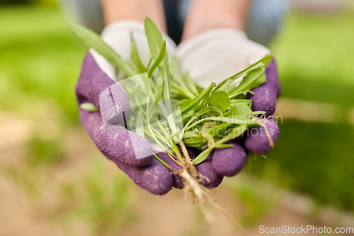 Image of woman weeding flowerbed at summer garden